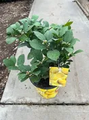 10″/3G Citrus Bush Lemon Meyer