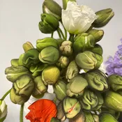 Assorted Color Icelandic Poppy (import)