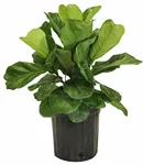 10" Ficus Lyrata - Bush Large Leaf - T1506