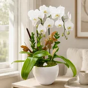 Orchids Duet Plant Ceramic - White