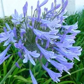 Agapanthus africanus - Agapanthus - 1 Gallon