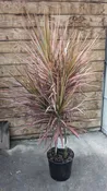 10" Dracaena Marginata Colorama