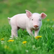 Pig Grower Pellets 15% - Organic