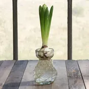 Bulb Vase