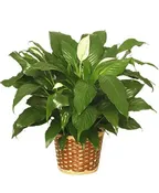 PEACE LILY PLANT
