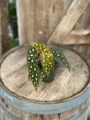 Begonia maculata “Polka Dot” 4.5″