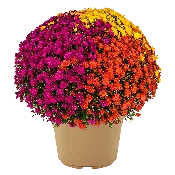 12" Planter Mumbo Jacqueline Harvest Fusion