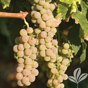 Blanc du Bois Grape
