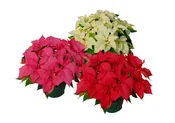 Poinsettias