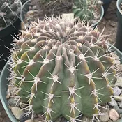 Acanthocalycium peitscherianum   #3.3