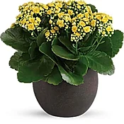 Forever Yellow Kalanchoes