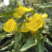 Oenethera fruticosa