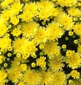 9" Mum Solid Color Assorted — Farmington Greenhouse MN