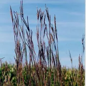 Andropogon gerardii<br>Big Bluestem