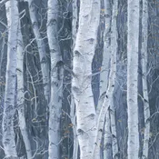 3 WISHES - Under the Moonlight by Abraham Hunter - Winter Birch - Blue