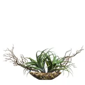 Air Plant FW