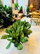 10" Aglaonema Lumina