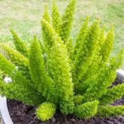 Foxtail Fern