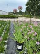 Allium Bubble Bath