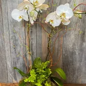 2 white phalaenopsis + green plant