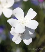 Agrostemma Milas White Flower Seeds