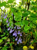 Rabdosia longituba, Trumpet Spurflower