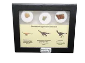 Dinosaur Egg Collection - Set of 3 Different Dinosaurs  #29