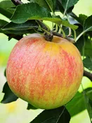 Apple Trees - Gala