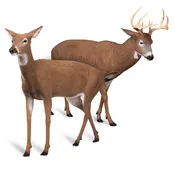 Deer Pair