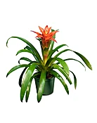 Bromeliad