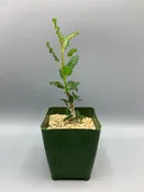 Boswellia nana — Desert Creations