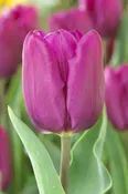 Purple Prince Purple Tulip Bulbs (25 Pack) | Premium Dutch Flower Bulbs — Burnside Farms