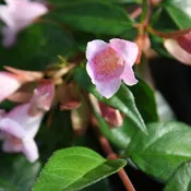 Abelia x gr. 'Edward Goucher' (pink)