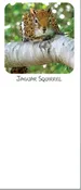 Jaguar Squirrel Magnetic Notepad