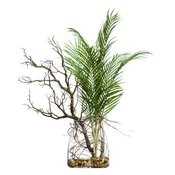 Areca Palm/Manz FW