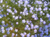 Linum perenne ‘Lewisii’     Perennial flax, Prairie flax	Z 4-8