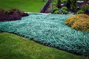 Creeping Juniper Blue Rug Wiltonii