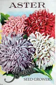 Aster – Powderpuffs