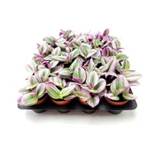 2" Rare Tradescantia Nanouk Lilac Plant - Bulk 10 Pots - Easy Care Indoor Plants (Case of 10 Pots)