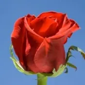 Wrapped/Bulk Red Roses