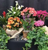 Blooming Plants Starting at $59.99
