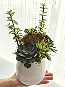 Desktop Succulents - Best flower delivery in Austin TX | Blackbird Floral