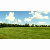 Bulk Bluegrass Premium Mix Grass Seed AVS 1lb