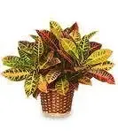 Designer's Choice - Plant Basket