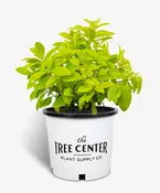 Florida Sunshine Anise Shrub