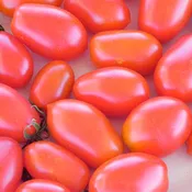 Amai GSPP F1 Untreated Tomato Seeds