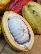 Hardy Round Leaf Chocolate Tree (theobroma cacao jaca)