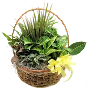 Basket full of plants