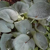‘Abiqua Drinking Gourd’ Hosta