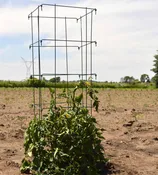 8480X Tomato Cage (3 Pack)